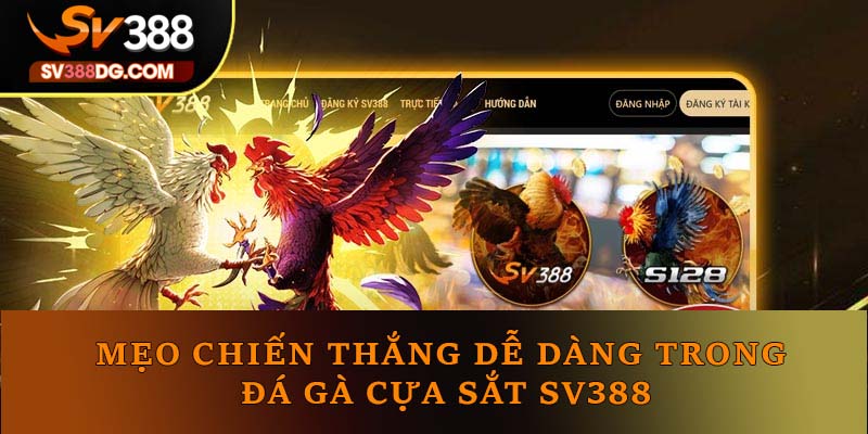 Mẹo chiến thắng dễ dàng trong đá gà cựa sắt SV388 Mẹo chiến thắng dễ dàng trong đá gà cựa sắt SV388